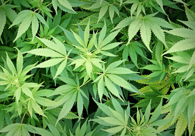 Arizona Medical Marijuana Act