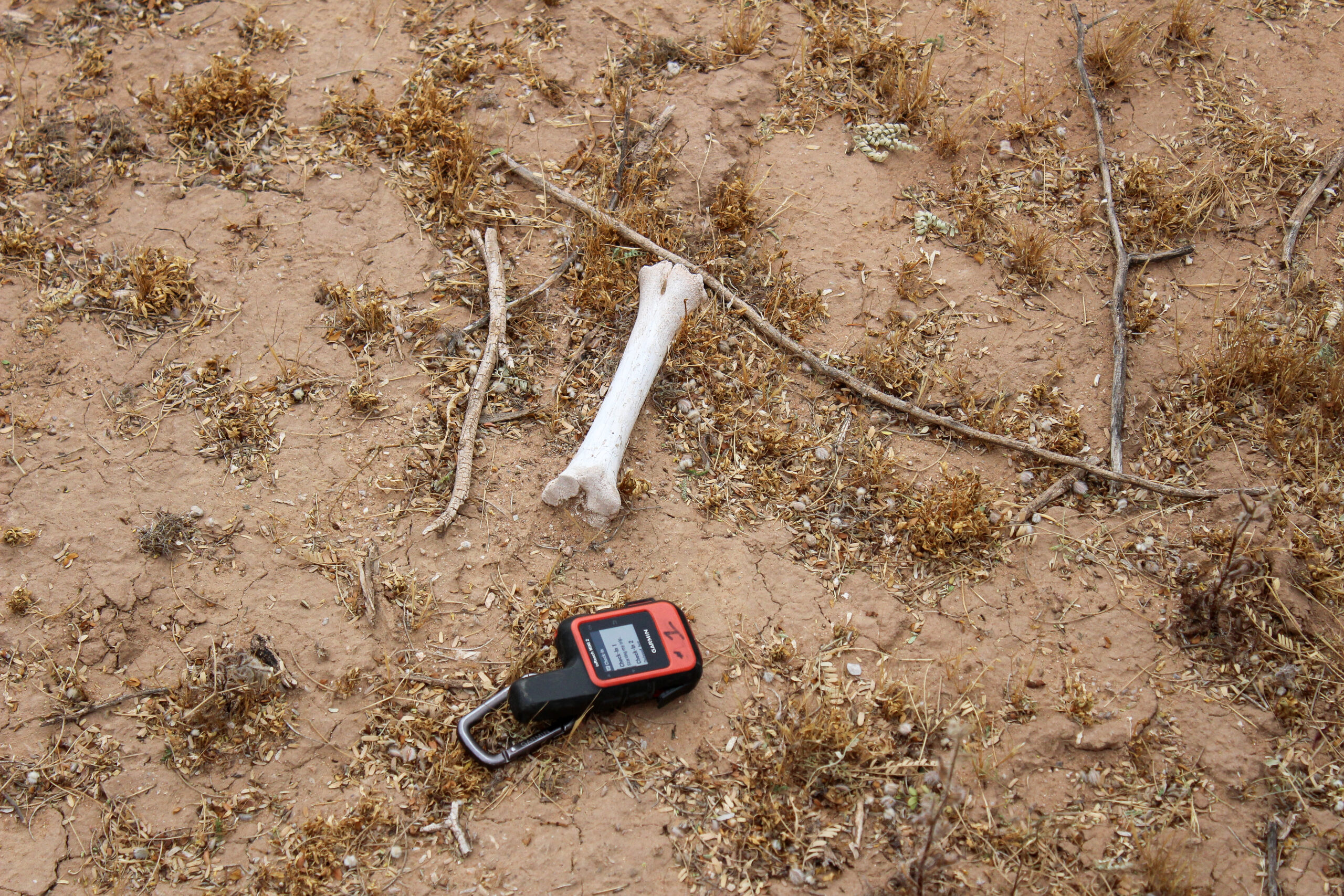 Bone in the desert.