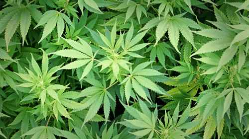 Arizona Medical Marijuana Act 
